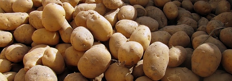 staw uprawy ziemniaki3