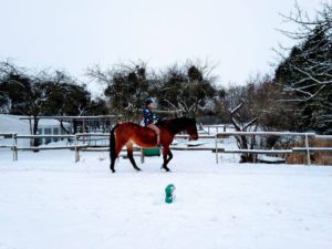 Koń zima ferie